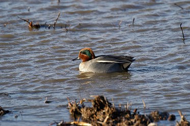 Teal, RSPB Minsmere, Suffolk Coast