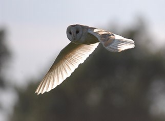 Barn Owl, RSPB Minsmere, Suffolk Coast