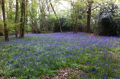 Vicarage Grove © Ann Follows