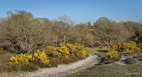 Blackheath, Wenhaston